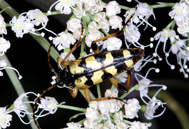 Rutpela maculata - Copyright Denis Bourgeois